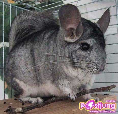 ชินชิล่า น่าเลี้ยงป่าว