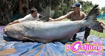 ของใหย๋