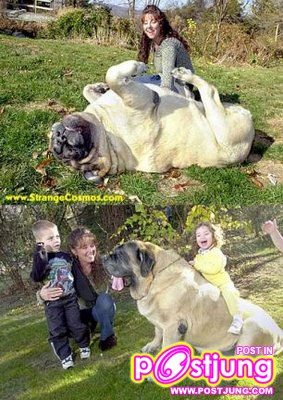 ของใหย๋