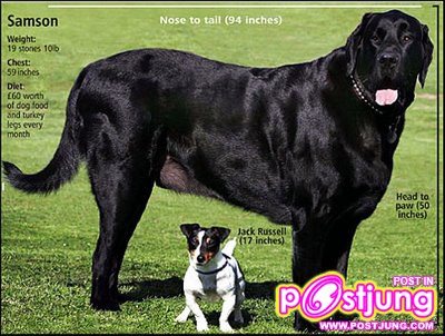 ของใหย๋