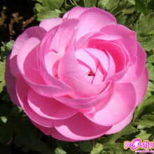 รานังคูลัส (Ranunculus)...ดอกไม้หลายสี