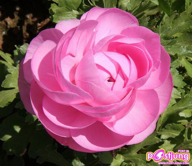 รานังคูลัส (Ranunculus)...ดอกไม้หลายสี