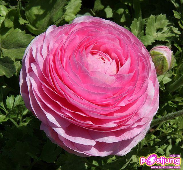 รานังคูลัส (Ranunculus)...ดอกไม้หลายสี