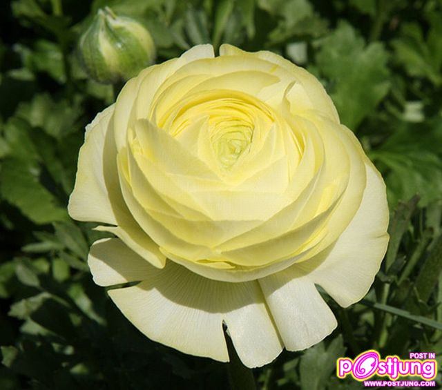 รานังคูลัส (Ranunculus)...ดอกไม้หลายสี