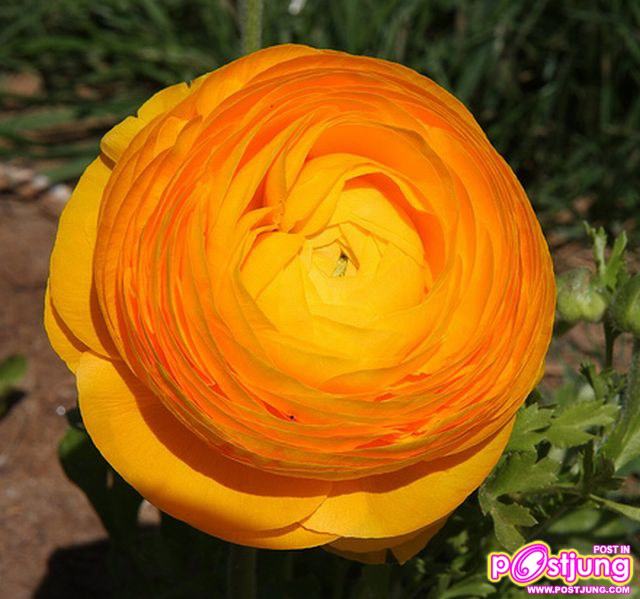 รานังคูลัส (Ranunculus)...ดอกไม้หลายสี