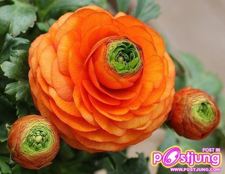 รานังคูลัส (Ranunculus)...ดอกไม้หลายสี