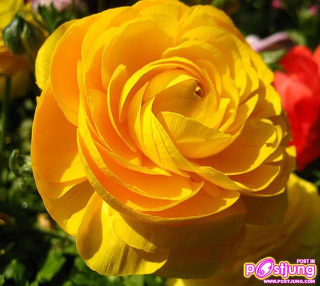 รานังคูลัส (Ranunculus)...ดอกไม้หลายสี