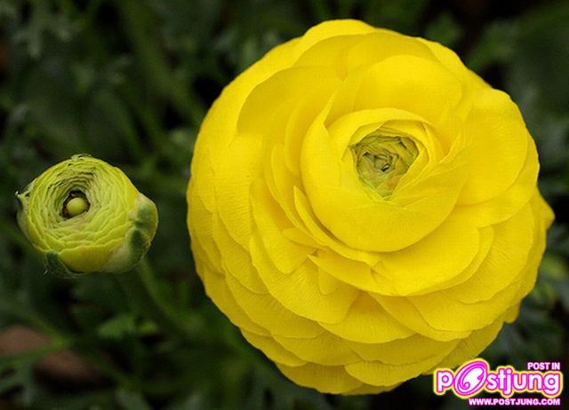 รานังคูลัส (Ranunculus)...ดอกไม้หลายสี