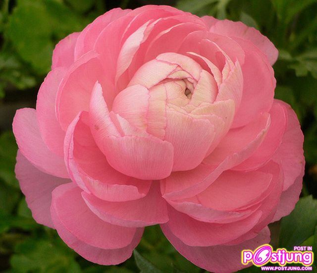 รานังคูลัส (Ranunculus)...ดอกไม้หลายสี