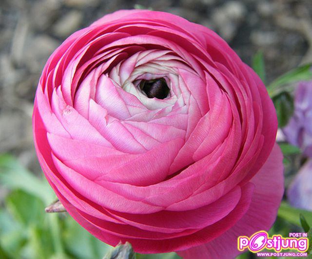 รานังคูลัส (Ranunculus)...ดอกไม้หลายสี