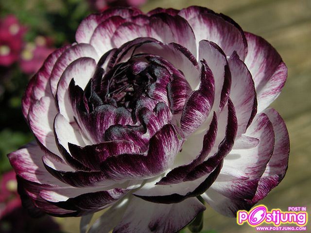 รานังคูลัส (Ranunculus)...ดอกไม้หลายสี