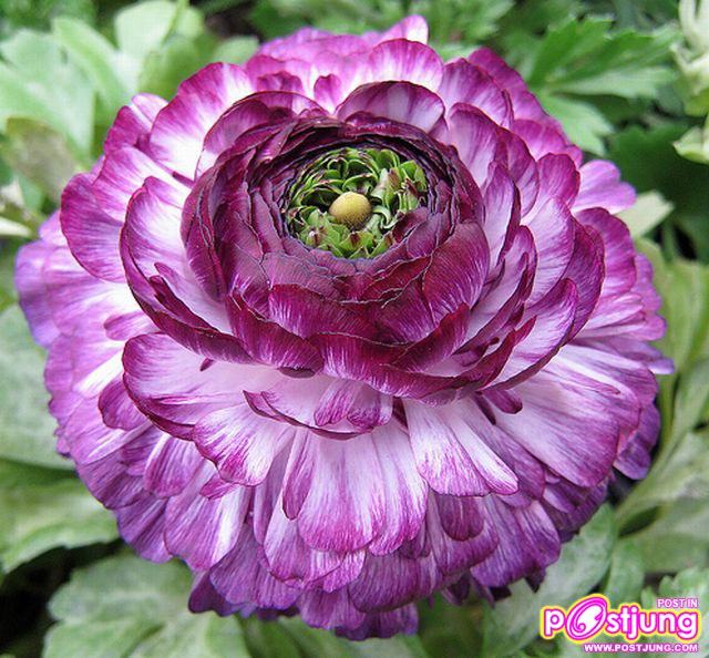 รานังคูลัส (Ranunculus)...ดอกไม้หลายสี