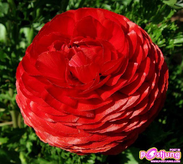 รานังคูลัส (Ranunculus)...ดอกไม้หลายสี