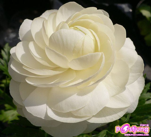 รานังคูลัส (Ranunculus)...ดอกไม้หลายสี
