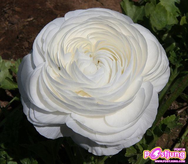 รานังคูลัส (Ranunculus)...ดอกไม้หลายสี