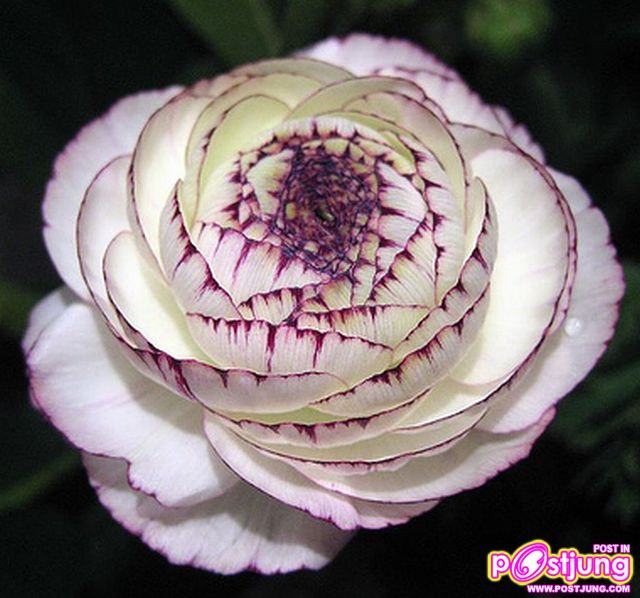 รานังคูลัส (Ranunculus)...ดอกไม้หลายสี