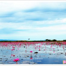 ต้นตำหรับผาแดง-นางไอ่