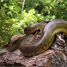 ANACONDA