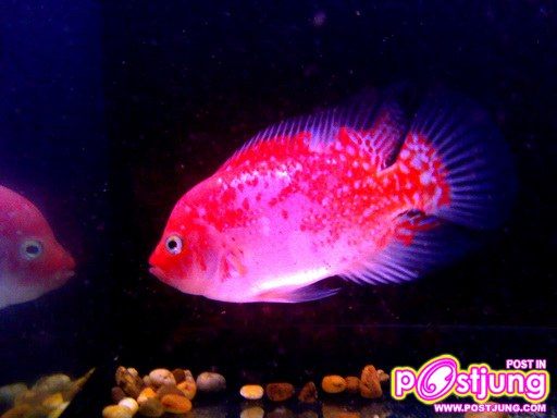 ปลา Cross Breed ที่เรียกว่า Kamfa
