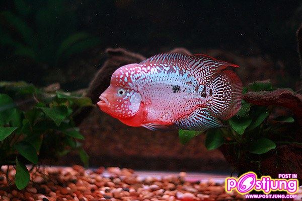 ปลา Cross Breed ที่เรียกว่า Kamfa