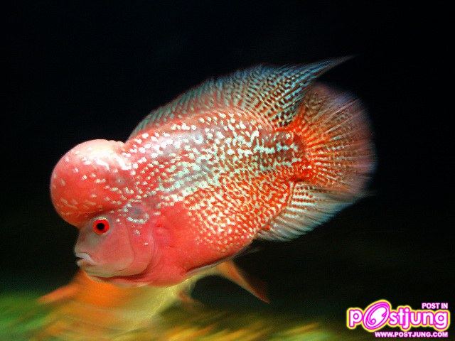 ปลา Cross Breed ที่เรียกว่า Kamfa