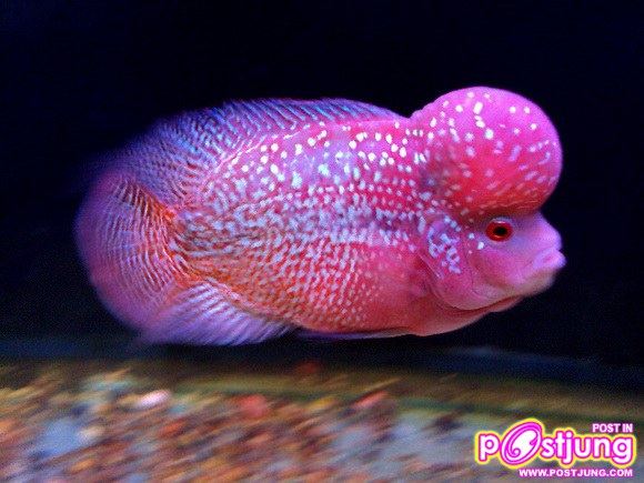ปลา Cross Breed ที่เรียกว่า Kamfa