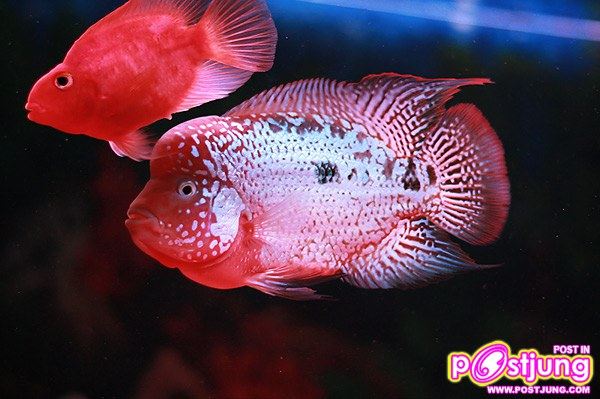ปลา Cross Breed ที่เรียกว่า Kamfa