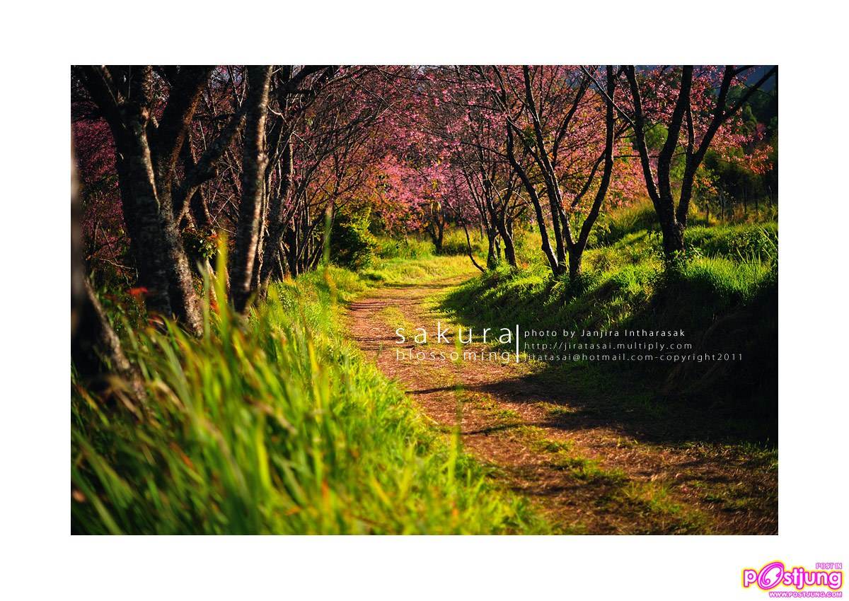 ภาพสวย ไม่ดูแล้วจะเสียนะ
