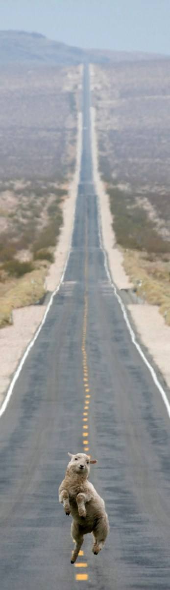 สัตว์โลก..น่ารัก???