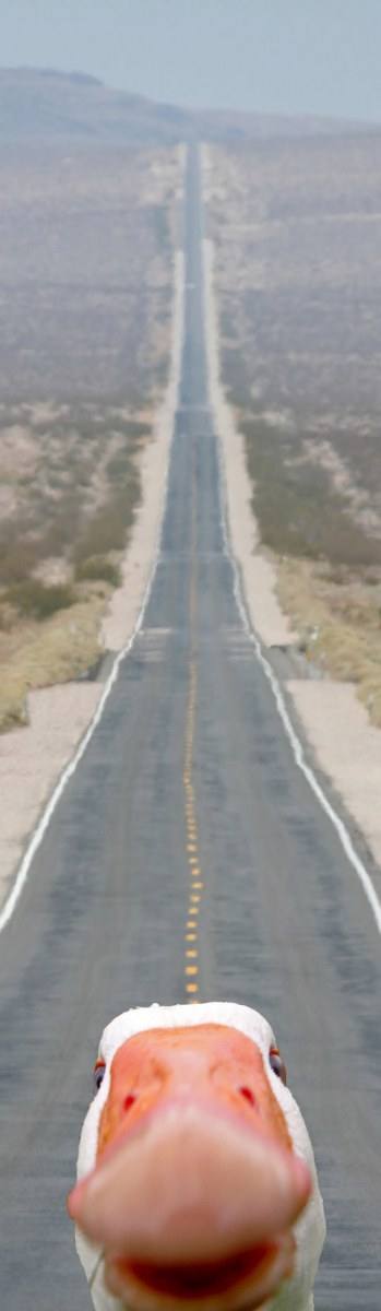 สัตว์โลก..น่ารัก???