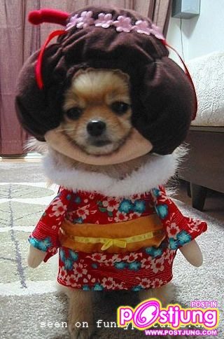 หมาญี่ปุ่นน้อย