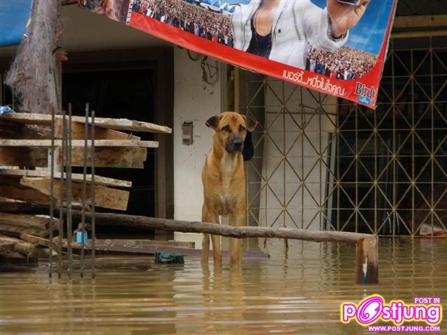 ภาพน้ำท่วมเมืองหาดใหญ่