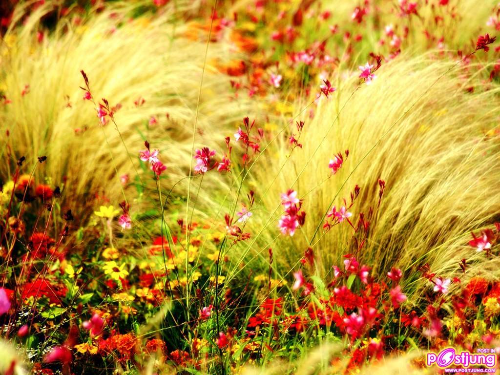 พักสายตากับภาพสวยๆกันค่ะ