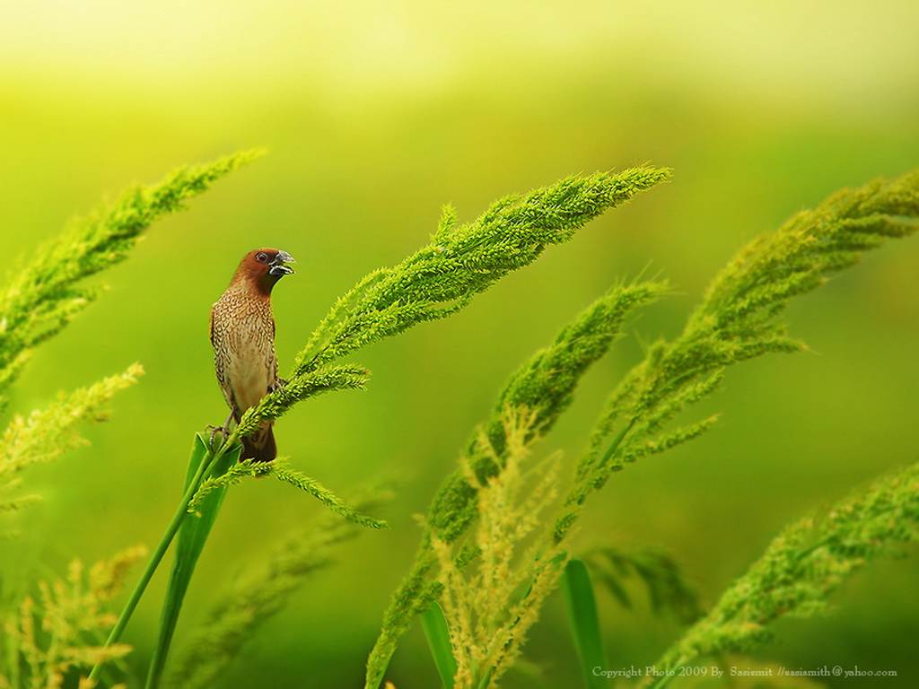 พักสายตากับภาพสวย again