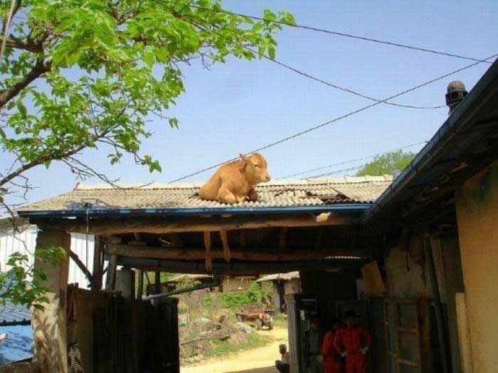 funny picture ขำขัน ฮาๆ (1)