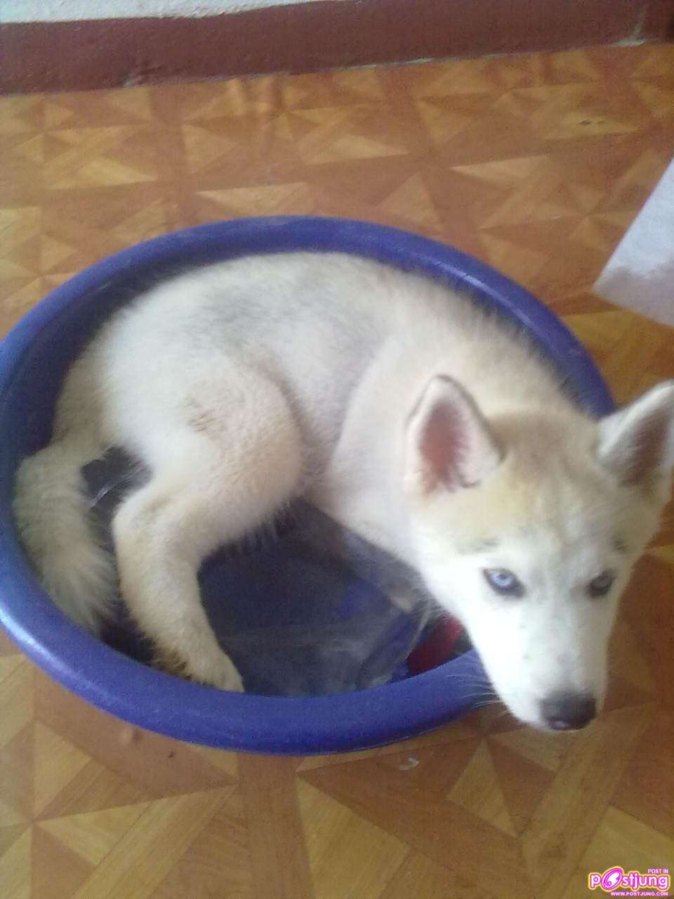 ฟรองดรู