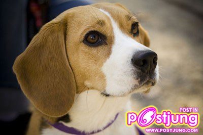 มาดูรูปน้องหมาน่ารักๆกันดีกว่า