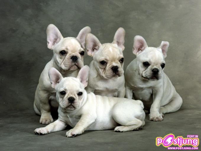 มาดูรูปน้องหมาน่ารักๆกันดีกว่า