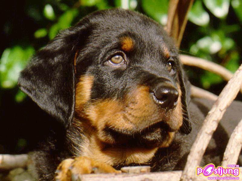 มาดูรูปน้องหมาน่ารักๆกันดีกว่า