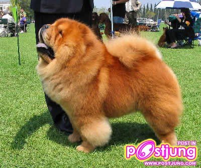 มาดูรูปน้องหมาน่ารักๆกันดีกว่า