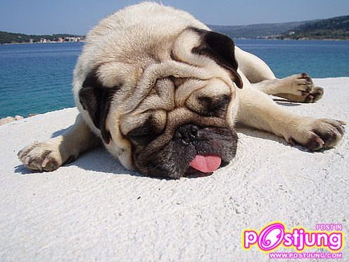 มาดูรูปน้องหมาน่ารักๆกันดีกว่า