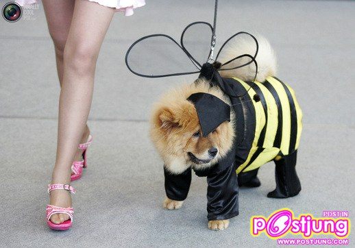 รวมรูปน้องหมาน่ารัก