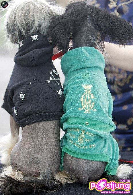 รวมรูปน้องหมาน่ารัก