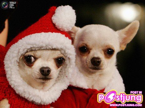 รวมรูปน้องหมาน่ารัก