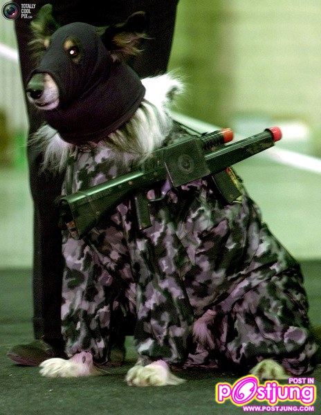 รวมรูปน้องหมาน่ารัก