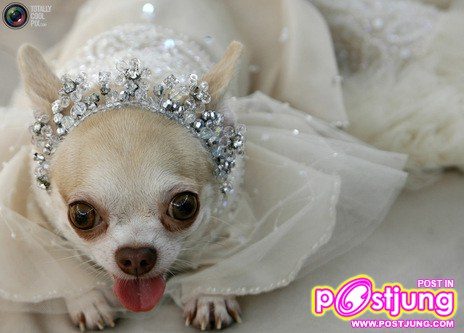 รวมรูปน้องหมาน่ารัก