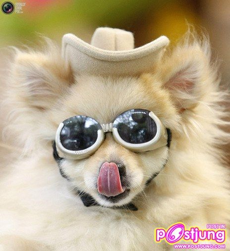 รวมรูปน้องหมาน่ารัก