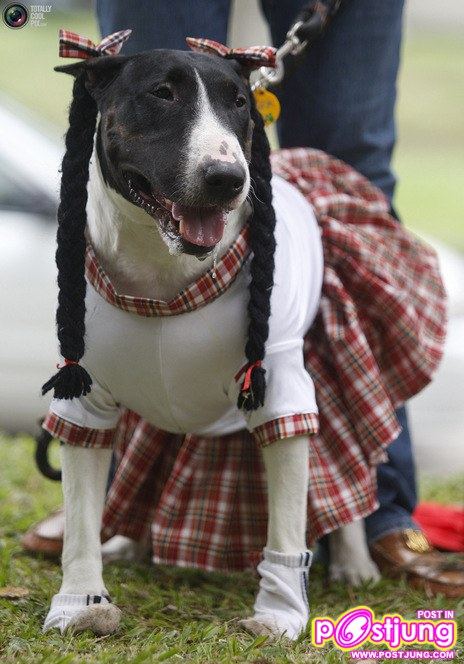 รวมรูปน้องหมาน่ารัก