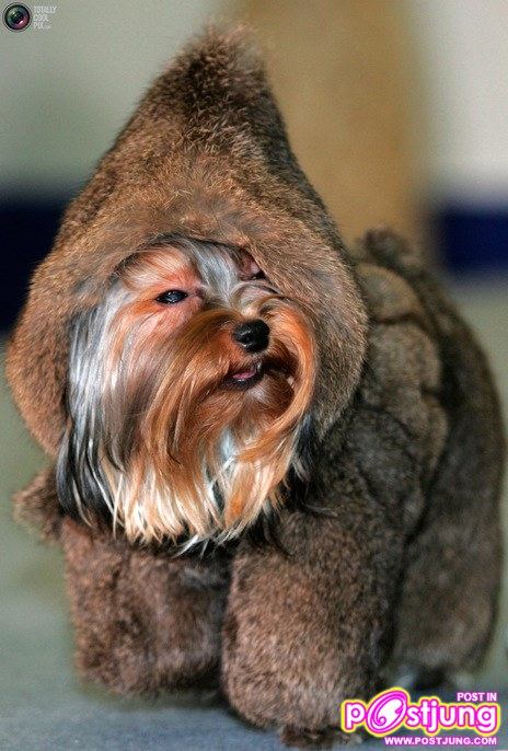 รวมรูปน้องหมาน่ารัก