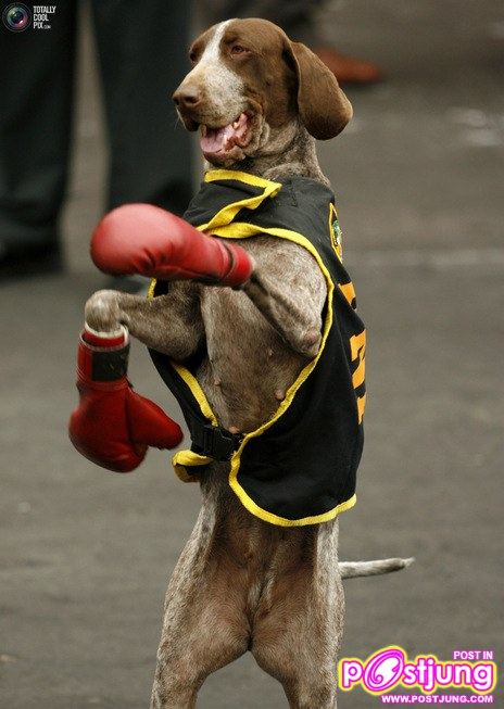 รวมรูปน้องหมาน่ารัก